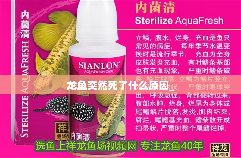 龍魚突然死了什么原因_ 龍魚突然死了什么原因_ 龍魚百科 第2張