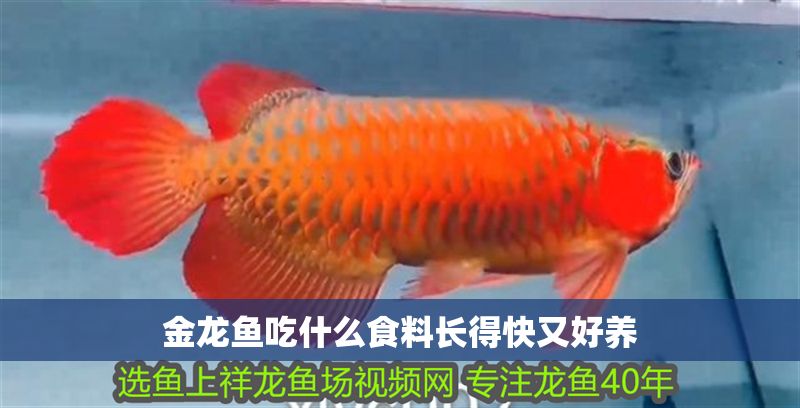 金龍魚吃什么食料長得快又好養(yǎng)
