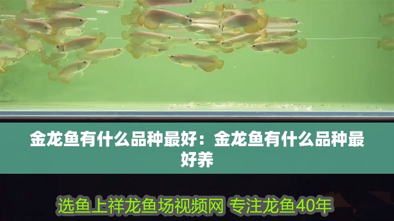 金龍魚有什么品種最好：金龍魚有什么品種最好養(yǎng)