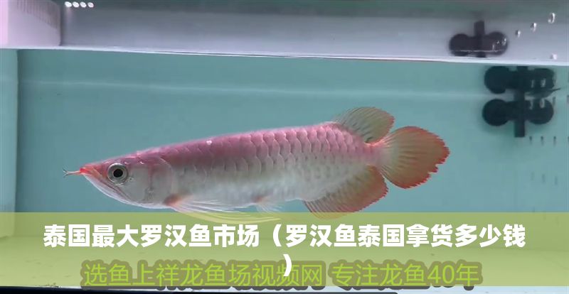 泰國最大羅漢魚市場（羅漢魚泰國拿貨多少錢）