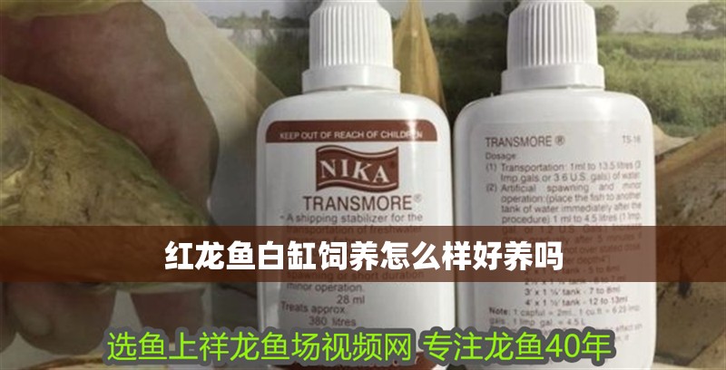 紅龍魚白缸飼養怎么樣好養嗎