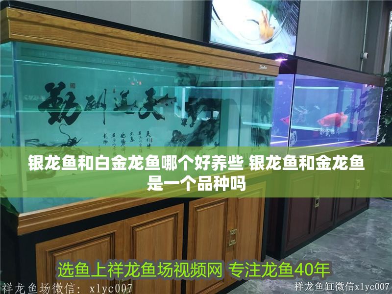 銀龍魚和白金龍魚哪個好養些 銀龍魚和金龍魚是一個品種嗎 銀龍魚和白金龍魚哪個好養些 銀龍魚和金龍魚是一個品種嗎 龍魚百科 第1張