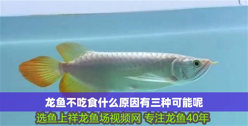 龍魚(yú)不吃食什么原因有三種可能呢