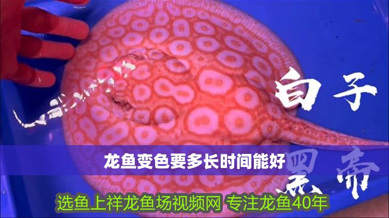 龍魚變色要多長時間能好 龍魚變色要多長時間能好 龍魚百科 第2張