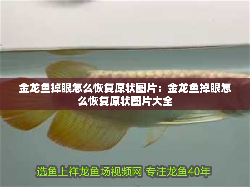 金龍魚(yú)掉眼怎么恢復(fù)原狀圖片：金龍魚(yú)掉眼怎么恢復(fù)原狀圖片大全