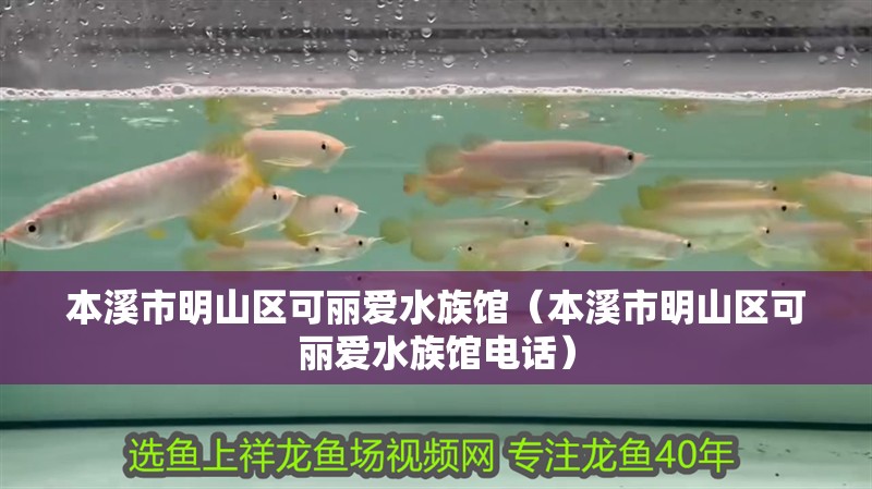 本溪市明山區(qū)可麗愛(ài)水族館（本溪市明山區(qū)可麗愛(ài)水族館電話）