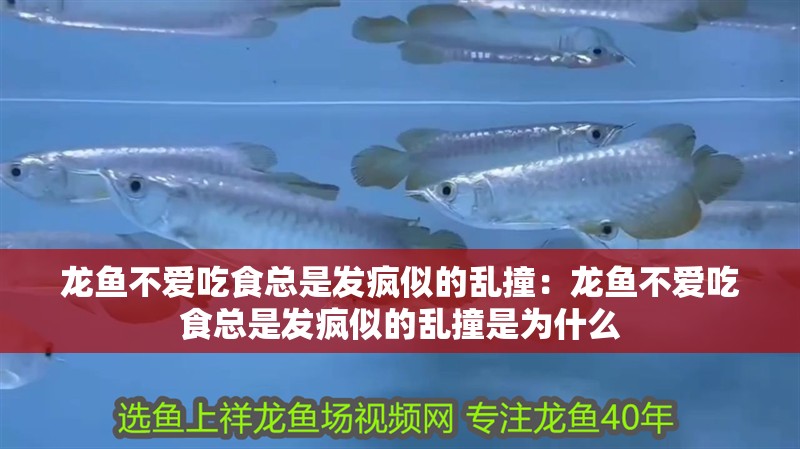 龍魚不愛吃食總是發瘋似的亂撞：龍魚不愛吃食總是發瘋似的亂撞是為什么