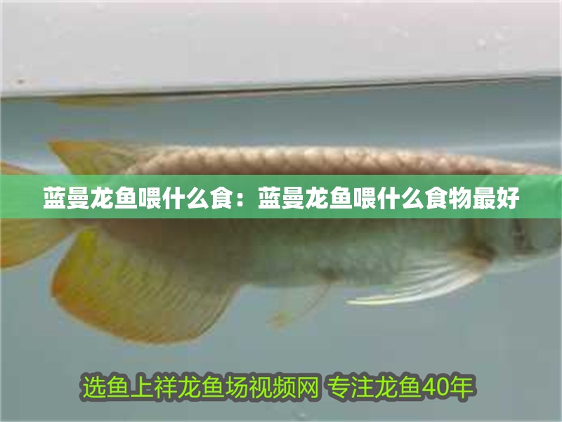 藍曼龍魚喂什么食：藍曼龍魚喂什么食物最好