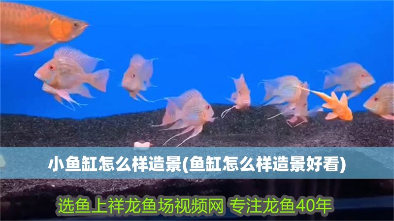 小魚缸怎么樣造景(魚缸怎么樣造景好看)