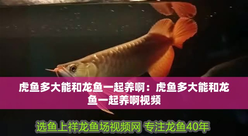 虎魚多大能和龍魚一起養(yǎng)啊：虎魚多大能和龍魚一起養(yǎng)啊視頻