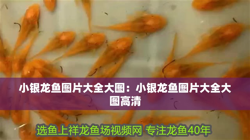 小銀龍魚圖片大全大圖：小銀龍魚圖片大全大圖高清