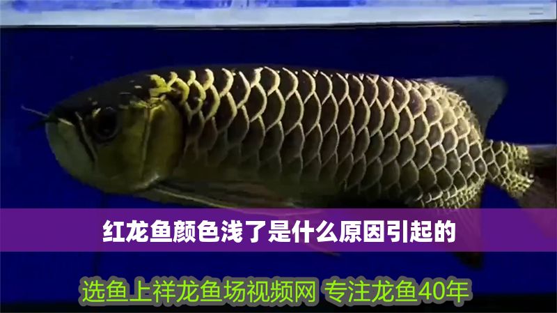 紅龍魚顏色淺了是什么原因引起的