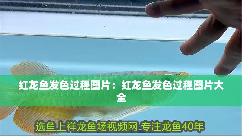 紅龍魚發(fā)色過程圖片：紅龍魚發(fā)色過程圖片大全