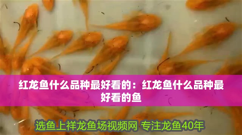 紅龍魚什么品種最好看的:紅龍魚什么品種最好看的魚 水族問答 紅龍魚什么品種最好看的:紅龍魚什么品種最好看的魚 紅龍魚什么品種最好看的:紅龍魚什么品種最好看的魚 水族問答