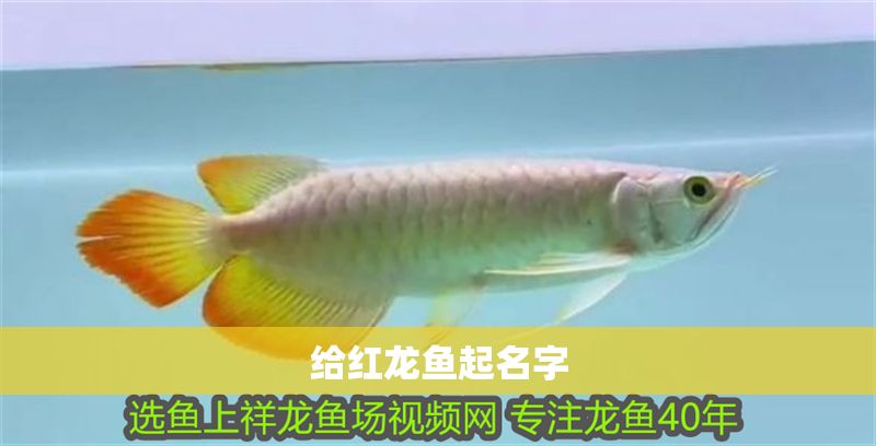給紅龍魚起名字