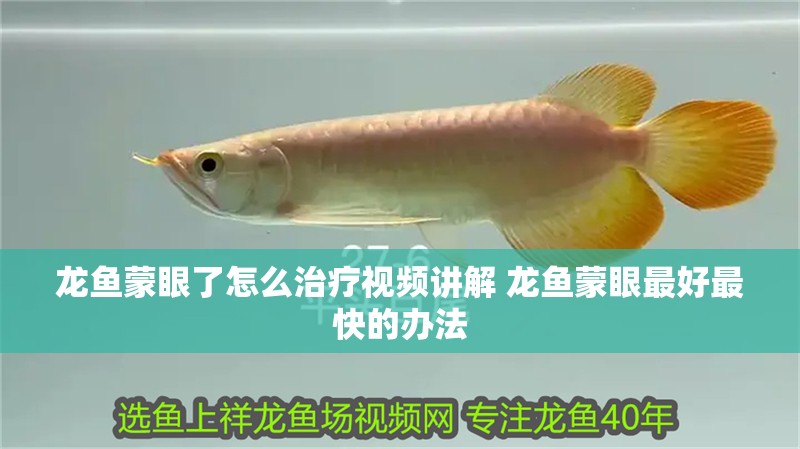 龍魚蒙眼了怎么治療視頻講解 龍魚蒙眼最好最快的辦法 龍魚蒙眼了怎么治療視頻講解 龍魚蒙眼最好最快的辦法 龍魚百科 第1張