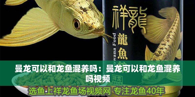 曼龍可以和龍魚混養嗎：曼龍可以和龍魚混養嗎視頻 曼龍可以和龍魚混養嗎：曼龍可以和龍魚混養嗎視頻 水族問答