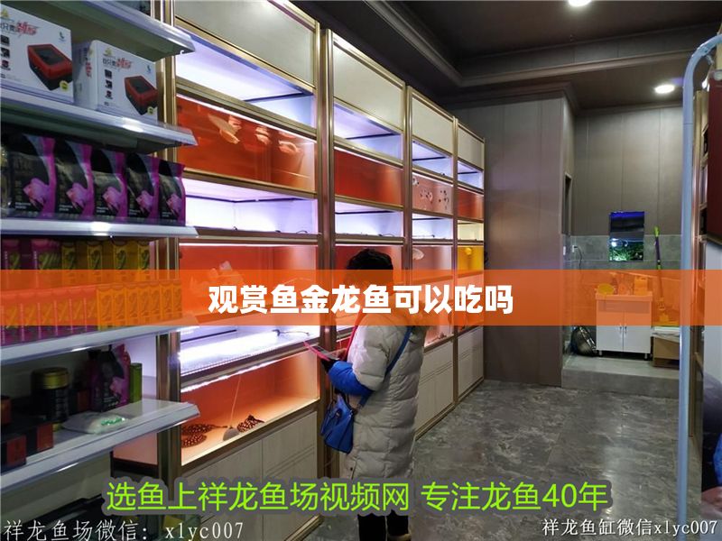 觀賞魚金龍魚可以吃嗎