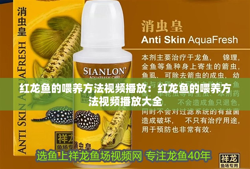 紅龍魚的喂養(yǎng)方法視頻播放：紅龍魚的喂養(yǎng)方法視頻播放大全