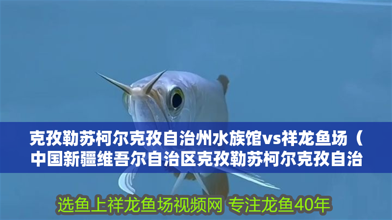 克孜勒蘇柯爾克孜自治州水族館vs祥龍魚場(chǎng)（中國(guó)新疆維吾爾自治區(qū)克孜勒蘇柯爾克孜自治州水族館）