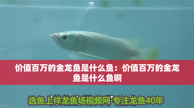 價值百萬的金龍魚是什么魚：價值百萬的金龍魚是什么魚啊 價值百萬的金龍魚是什么魚：價值百萬的金龍魚是什么魚啊 水族問答