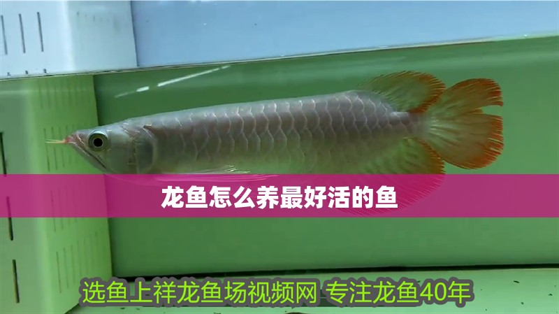 龍魚怎么養最好活的魚