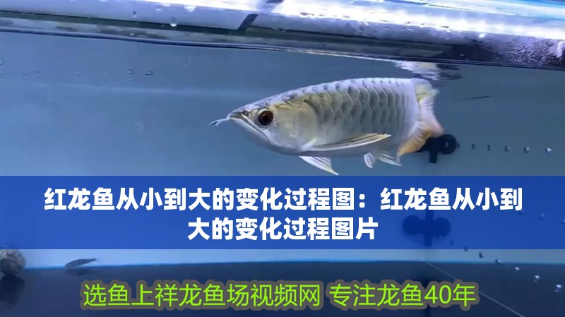 紅龍魚從小到大的變化過程圖：紅龍魚從小到大的變化過程圖片