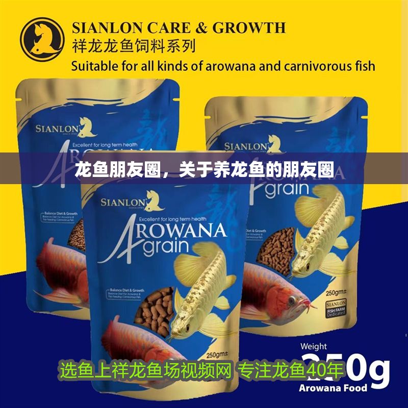 龍魚朋友圈，關于養龍魚的朋友圈 龍魚朋友圈，關于養龍魚的朋友圈 龍魚百科 第2張