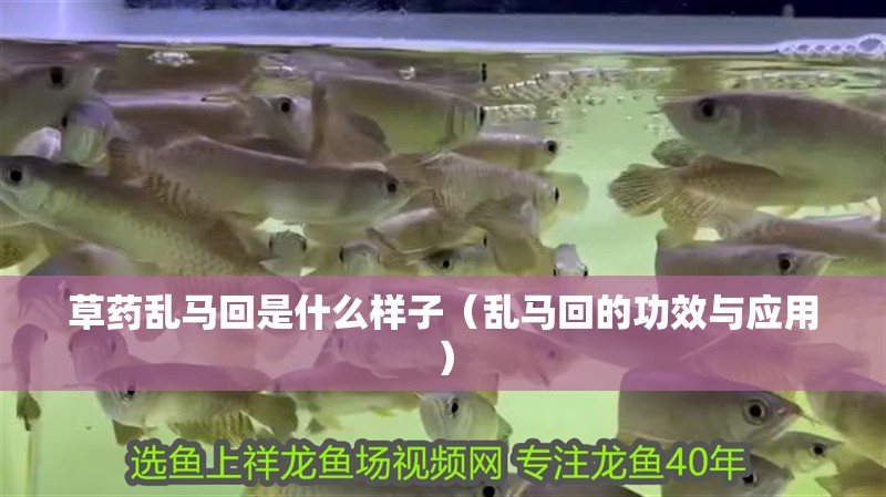 草藥亂馬回是什么樣子（亂馬回的功效與應用） 草藥亂馬回是什么樣子（亂馬回的功效與應用） 全國水族館企業名錄 第2張