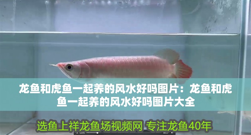 龍魚和虎魚一起養的風水好嗎圖片：龍魚和虎魚一起養的風水好嗎圖片大全 龍魚和虎魚一起養的風水好嗎圖片：龍魚和虎魚一起養的風水好嗎圖片大全 水族問答