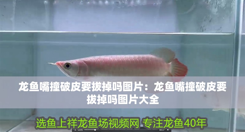 龍魚嘴撞破皮要拔掉嗎圖片：龍魚嘴撞破皮要拔掉嗎圖片大全