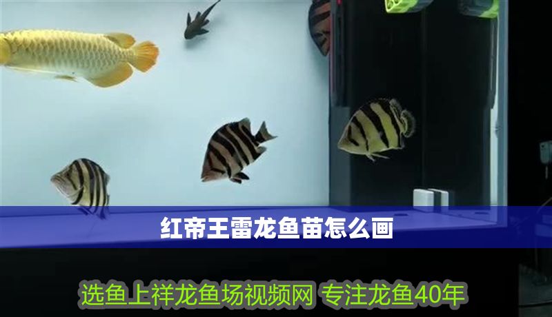 紅帝王雷龍魚苗怎么畫