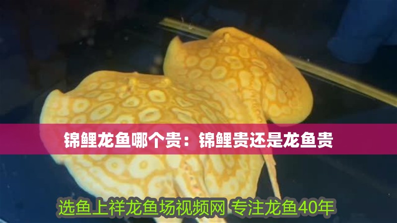 錦鯉龍魚哪個貴：錦鯉貴還是龍魚貴 錦鯉龍魚哪個貴：錦鯉貴還是龍魚貴 水族問答