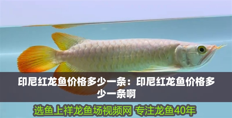 印尼紅龍魚價格多少一條：印尼紅龍魚價格多少一條啊