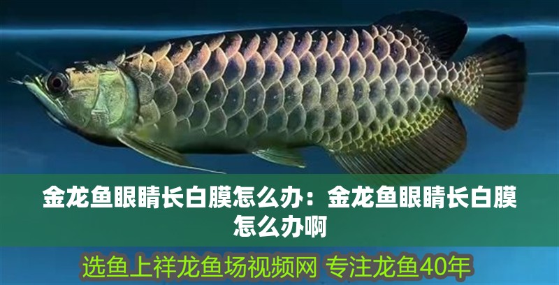 金龍魚眼睛長白膜怎么辦:金龍魚眼睛長白膜怎么辦啊 水族問答 金龍魚眼睛長白膜怎么辦:金龍魚眼睛長白膜怎么辦啊 金龍魚眼睛長白膜怎么辦:金龍魚眼睛長白膜怎么辦啊 水族問答