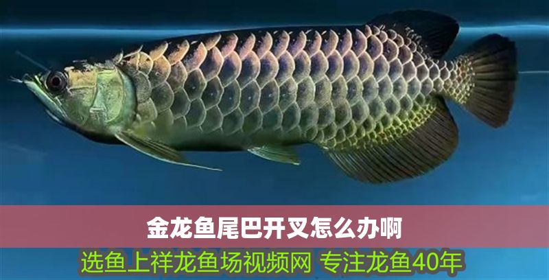 金龍魚尾巴開叉怎么辦啊