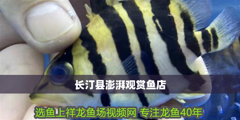 長汀縣澎湃觀賞魚店