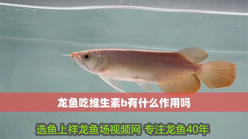 龍魚吃維生素b有什么作用嗎
