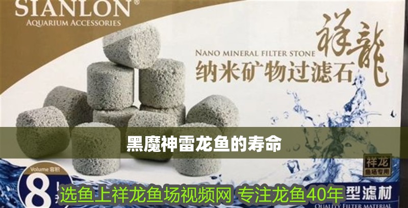 黑魔神雷龍魚的壽命 龍魚百科 第1張 黑魔神雷龍魚的壽命 黑魔神雷龍魚的壽命 龍魚百科 第1張
