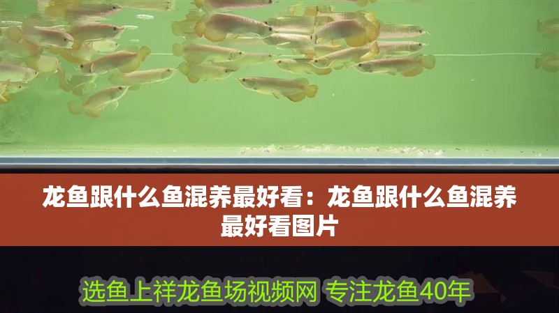 龍魚跟什么魚混養(yǎng)最好看：龍魚跟什么魚混養(yǎng)最好看圖片 龍魚跟什么魚混養(yǎng)最好看：龍魚跟什么魚混養(yǎng)最好看圖片 水族問答
