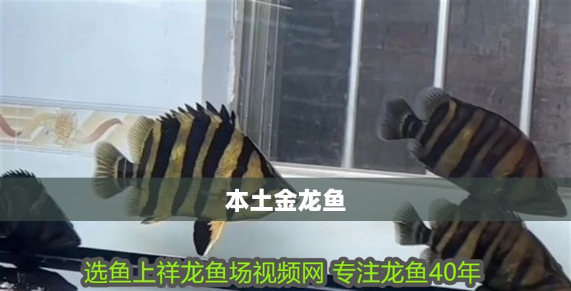 本土金龍魚