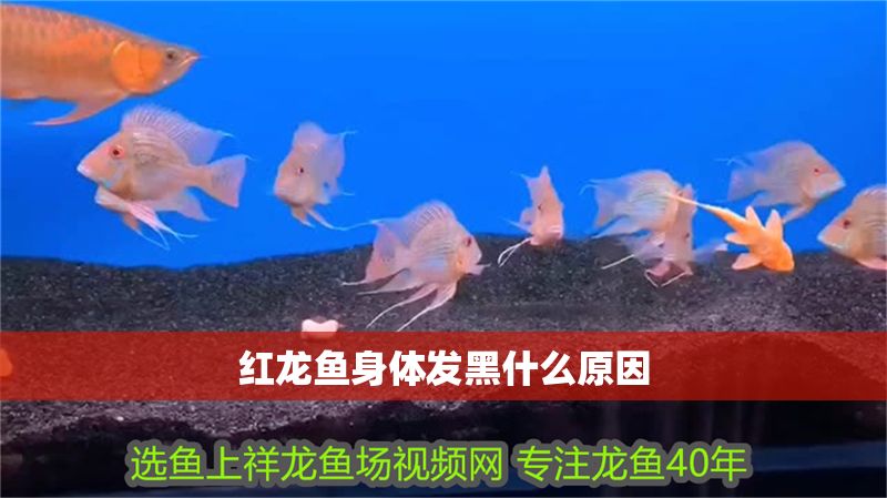 紅龍魚身體發黑什么原因