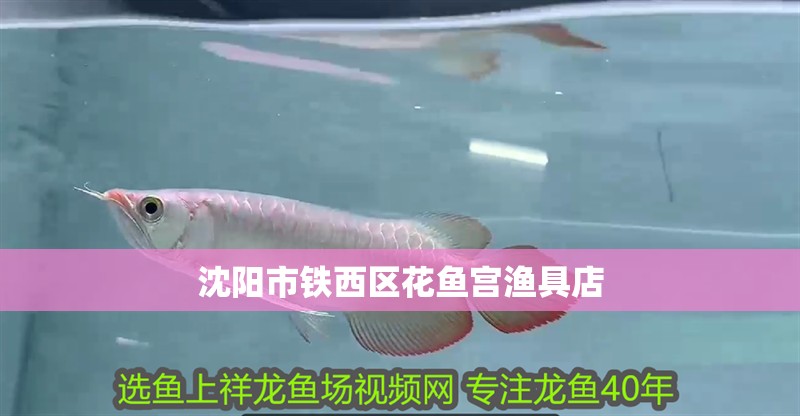 沈陽市鐵西區(qū)花魚宮漁具店