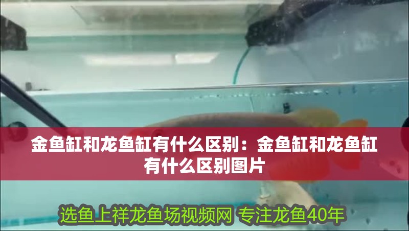 金魚缸和龍魚缸有什么區別：金魚缸和龍魚缸有什么區別圖片 金魚缸和龍魚缸有什么區別：金魚缸和龍魚缸有什么區別圖片 水族問答