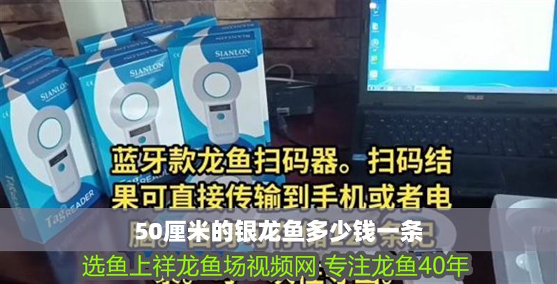 50厘米的銀龍魚多少錢一條