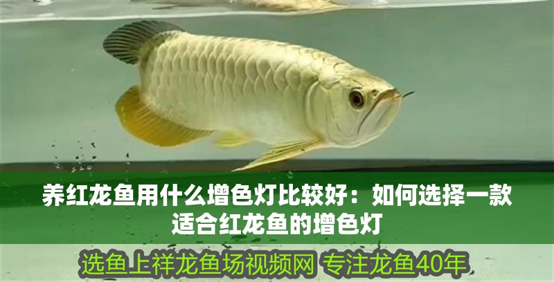 養(yǎng)紅龍魚用什么增色燈比較好：如何選擇一款適合紅龍魚的增色燈