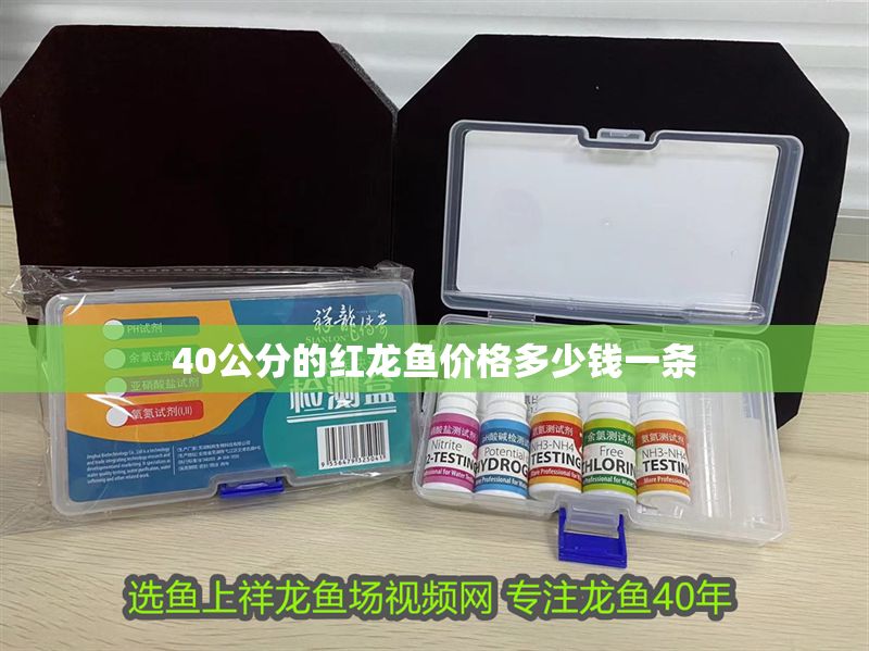 40公分的紅龍魚價格多少錢一條 40公分的紅龍魚價格多少錢一條 龍魚百科 第1張