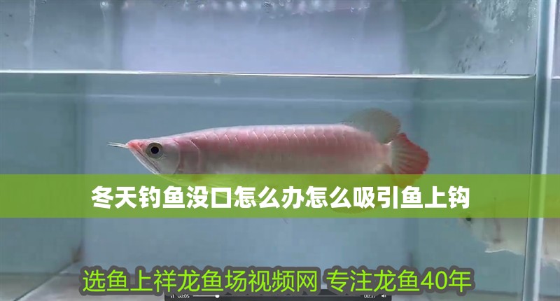冬天釣魚沒口怎么辦怎么吸引魚上鉤