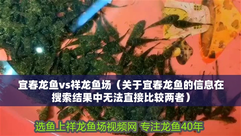 宜春龍魚vs祥龍魚場（關于宜春龍魚的信息在搜索結果中無法直接比較兩者）
