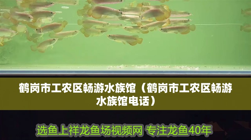 鶴崗市工農區暢游水族館（鶴崗市工農區暢游水族館電話） 鶴崗市工農區暢游水族館（鶴崗市工農區暢游水族館電話） 全國水族館企業名錄 第1張